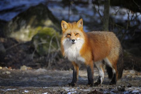 Red fox